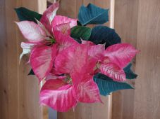 Prodej písků, drtí a nově i OBLÁZKŮ  různých frakcí a odstínů. 